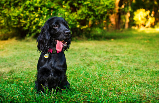 A cocker spaniel puppy is sitting in the green grass on the background of the park. The black dog opened his mouth and shows his tongue. The puppies are nine months old. Portrait. The photo is blurred