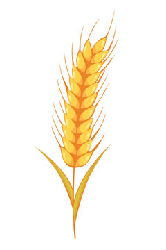 Wheat crop vector visual graphic icons, ideal for bread packaging, beer labels etc.