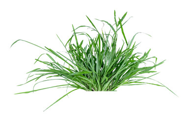 Green grass isolated on white background with clipping path.