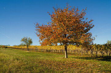 Tree in the vineyard