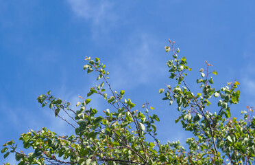 Unripe green apricots on an apricot branch