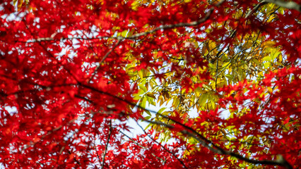 紅葉,秋,晩秋