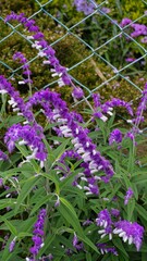 Obraz premium loseup of beautiful flowers of Salvia leucantha