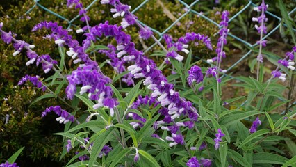 Obraz premium loseup of beautiful flowers of Salvia leucantha