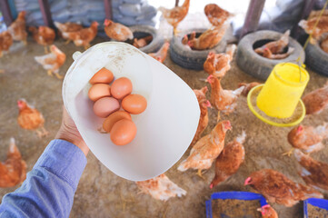 Farmer hand holding white plastic container with fresh chicken eggs while collected inside of hen coop. Small local business