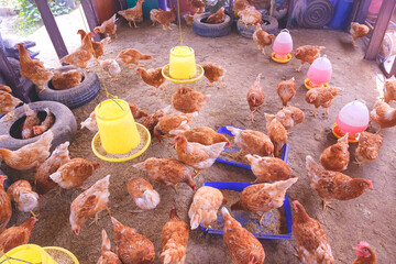 Flock of hens eating food with feeding and water plastic buckets inside of chicken coop in countryside farm, high angle view © Prapat