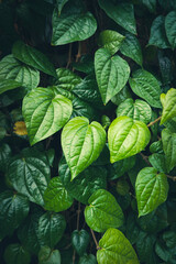 Close up of a bunch of betel leaves or called daun sirih