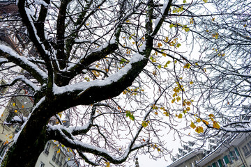 snow tree in bern , switzerland - 673061942
