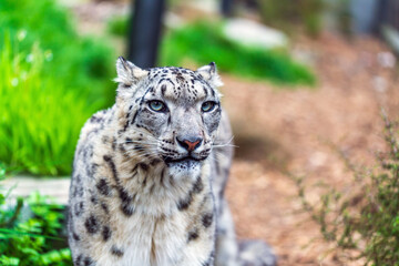Snow Leopard, a portrait of elegance