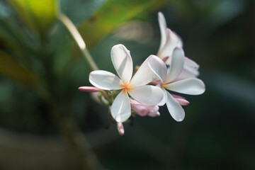 Fototapeta na wymiar plumeria flower