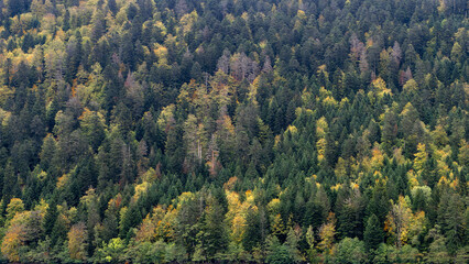 Forêt d'automne multicolore de conifères et de hêtres
