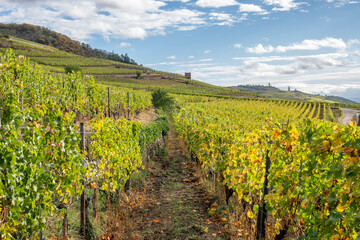 Fototapeta na wymiar Paysage de vignes en Alsace sous un soleil d'automne