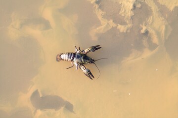 A crawfish swims in dirty water after a storm, looking for a clean stream