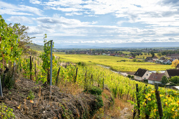 Obraz premium Paysage alsacien au milieu des vignes