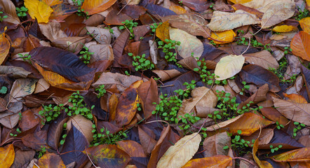 Yellow leaves falling to the ground