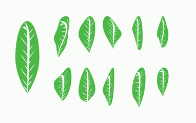 green leaves background, leaf vector line art design collection, leaf vector set 