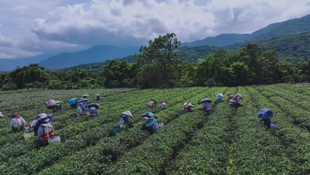 Collecting Tea On High-Altitude Plantations, Taiwan, Aerial View