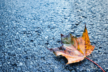 autumn leaves on the ground