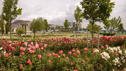  Roses on the boulevard in the Bailovo district. Baku. Azerbaijan.