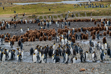 Obraz premium キングペンギンの集団コロニー サウスジョージア島