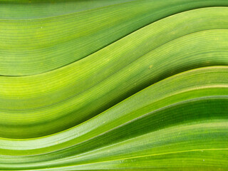 Natural background, beautiful wavy green leaves, wave curves.