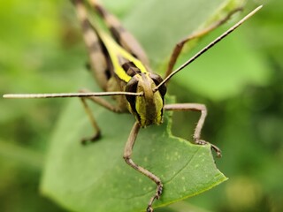grasshopper on a leaf