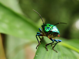 green bug on a leaf