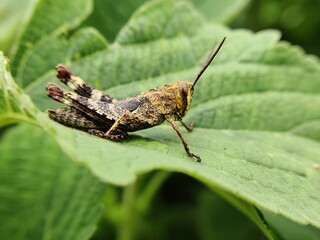 grasshopper on the leaf