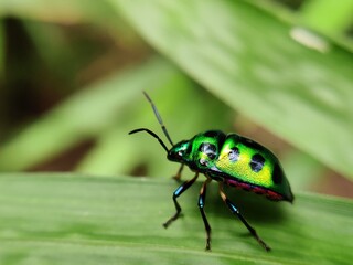bug on a leaf 
