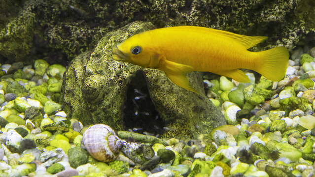 Neolamprologus leleupi (lemon cichlid) is a species of cichlid endemic to Lake Tanganyika  and in the photo, the female guards her cubs.