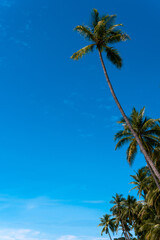 Palm trees against blue sky, Palm trees at tropical coast, coconut tree.