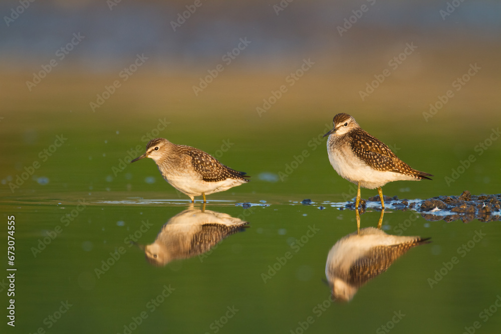 Wall mural shorebirds - wood sandpiper tringa glareola, wildlife poland europe
