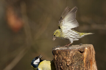 Obraz premium Bird Siskin Carduelis spinus male, small yellow bird, winter time in Poland Europe