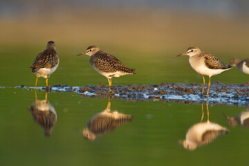 Shorebirds - Wood Sandpiper Tringa glareola, wildlife Poland Europe