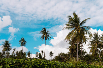 Fototapeta na wymiar Iconic palm trees against the clear blue sky.