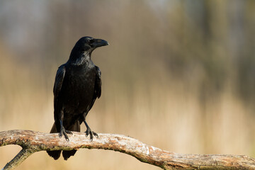 Bird beautiful raven Corvus corax North Poland Europe