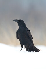 Bird beautiful raven Corvus corax North Poland Europe