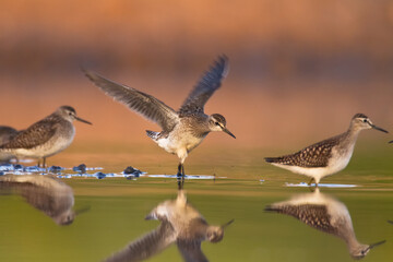 Shorebirds - Wood Sandpiper Tringa glareola, wildlife Poland Europe
