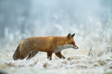 Fototapeta premium Fox Vulpes vulpes in natural scenery, Poland Europe, animal walking among meadow