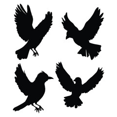 Soaring Bird Silhouette on White