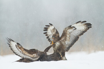 landing Common buzzard Buteo buteo in the fields in winter snow, buzzards in natural habitat, hawk bird on the ground, predatory bird close up winter bird