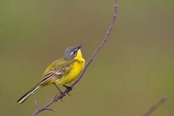 Small bird Yellow Wagtail sitting on tree Motacilla flava