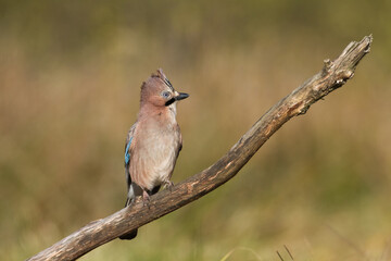 Bird Eurasian Jay Garrulus glandarius sitting on the branch Poland, Europe