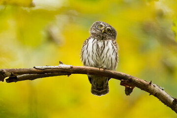 Pygmy owl Glaucidium passerinum little owl natural dark forest north parts of Poland Europe