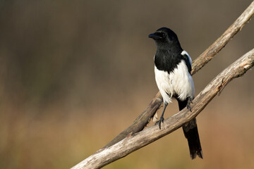 Eurasian Magpie or Common Magpie or Pica pica on the branch with colorful background