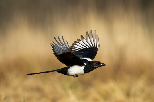 Eurasian Magpie or Common Magpie or Pica pica on the branch with colorful background
