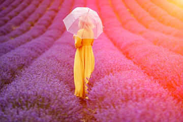Woman lavender field. A middle-aged woman in a lavender field walks under an umbrella on a rainy...