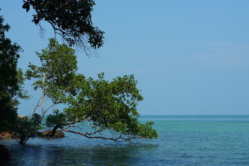 tree on the sea - 673076995