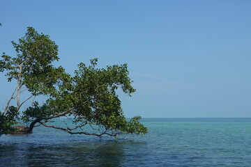 tree on the sea - 673077118