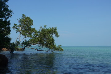 tree on the sea - 673077120